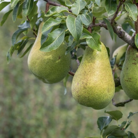 Poirier "Longue Verte d'Hiver"