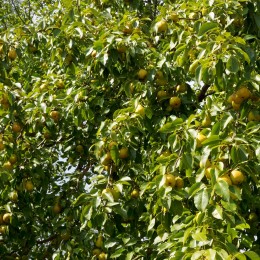 Poirier "Beurré d'Angleterre"