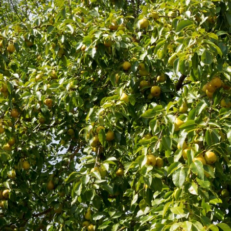 Poirier "Beurré d'Angleterre"
