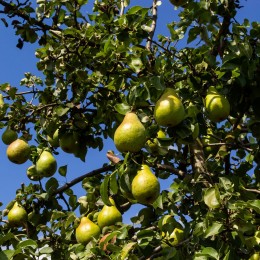 Poirier "Bergamote Esperen"