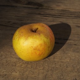 Pommier "Reinette de Brive"