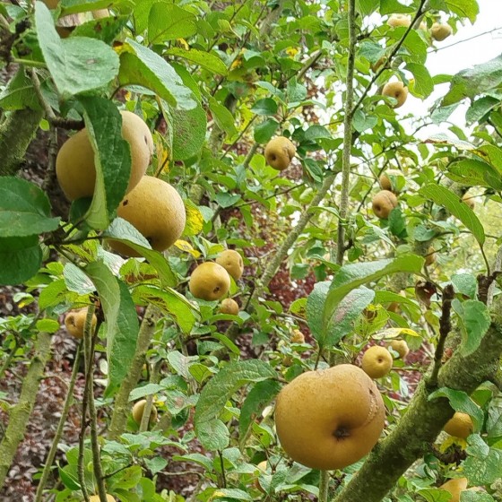 Pommier "Patte de loup"