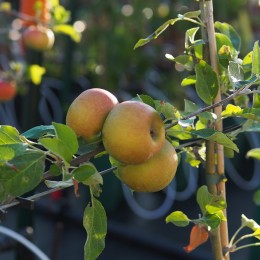 Pommier "Amour", fruit parfumé