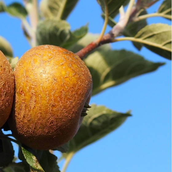 Pommier "Patte de loup"