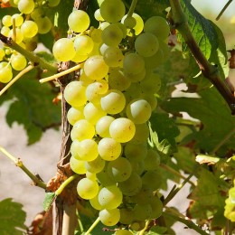 Raisin "Chasselas doré"