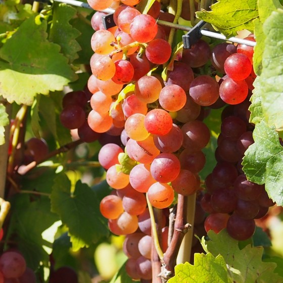 Vigne "Chasselas rosé"