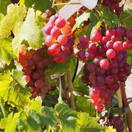 Vigne "Chasselas rosé"