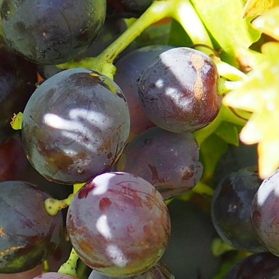 Vigne "Muscat de Hambourg"