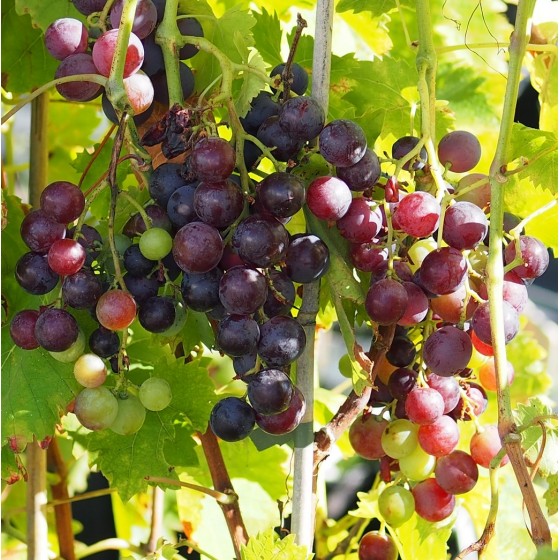 Vigne "Muscat de Hambourg"