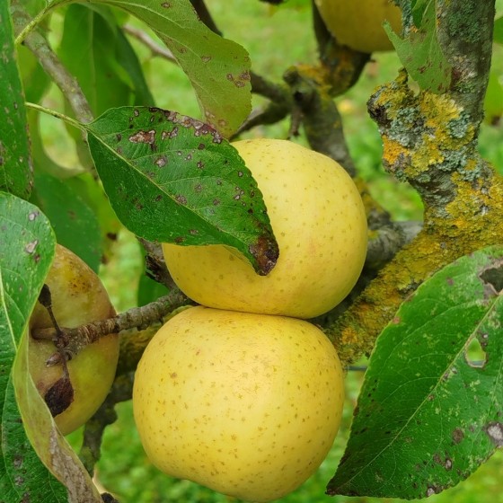 Pommier "Chanteclerc"