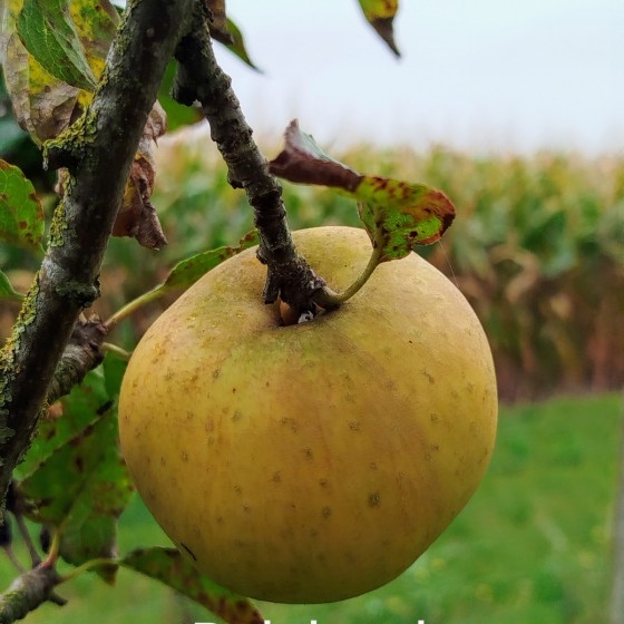 Pommier "Chanteclerc"