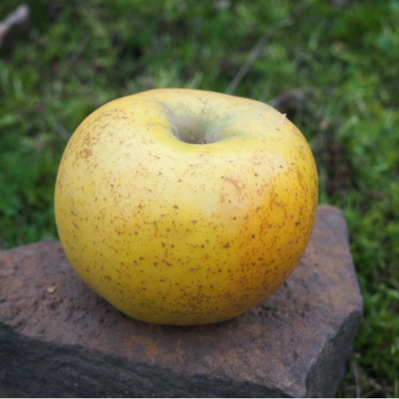 Pommier "Chanteclerc"