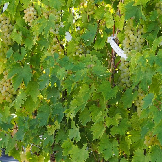 Vigne "Muscat de Saint-Vallier"