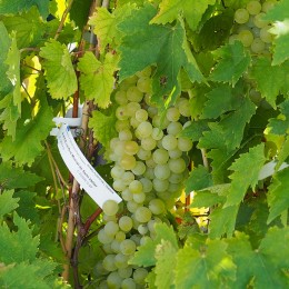 Vigne de table "Muscat de Saint-Vallier" grappe