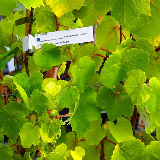feuillage résistant aux maladies, vigne Isabelle Rouge