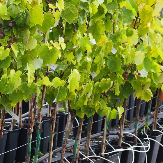 plants de vigne "Isabelle Rouge" 4 litres