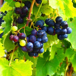 Vigne de table "Alphonse Lavallée" en 4 litres