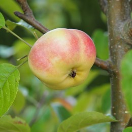 Pommier "Api étoilé", fruit décoratif