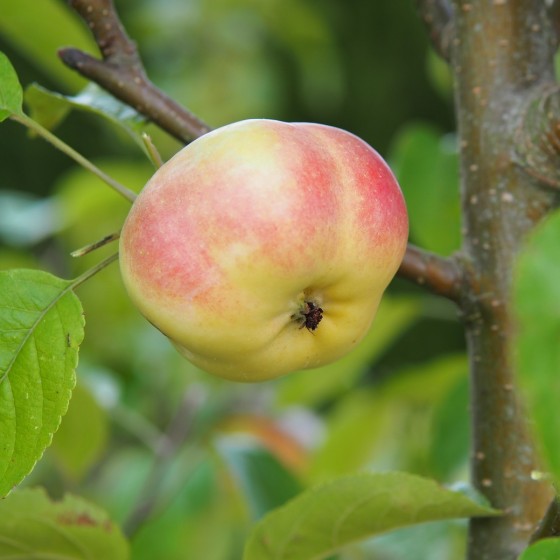 Pommier "Api étoilé", fruit décoratif