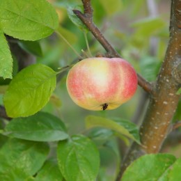 Pommier "Api étoilé", fruit décoratif