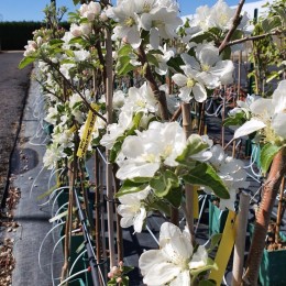 Pommier "Astrakan Blanc"/MM106