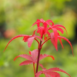 Érable du japon "Brandt's Dwarf", couleur au printemps