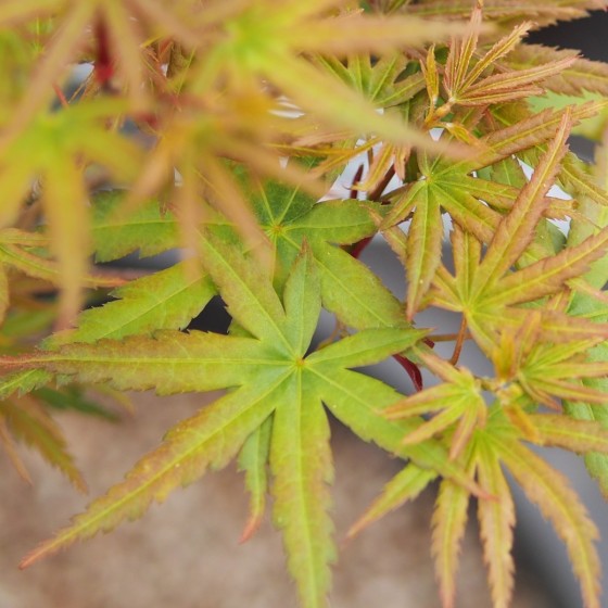 Érable du japon "Koya san", feuille aux 5 lobes étroits