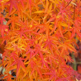 Érable du japon "Koya san" en automne