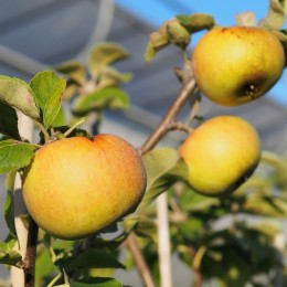 Pommier "Bénédictin"