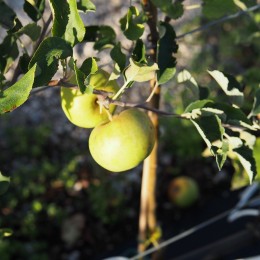 Pommier "Reinette Clochard"