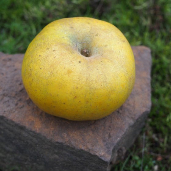 Pommier "Reinette Clochard"