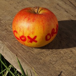 Pommier "Cox Orange"