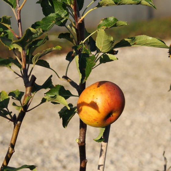 Pommier "Cox Orange"