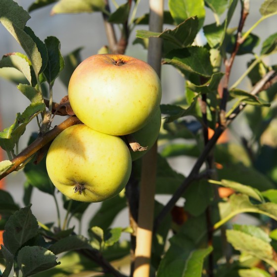 Pommier "Doux d'Argent"