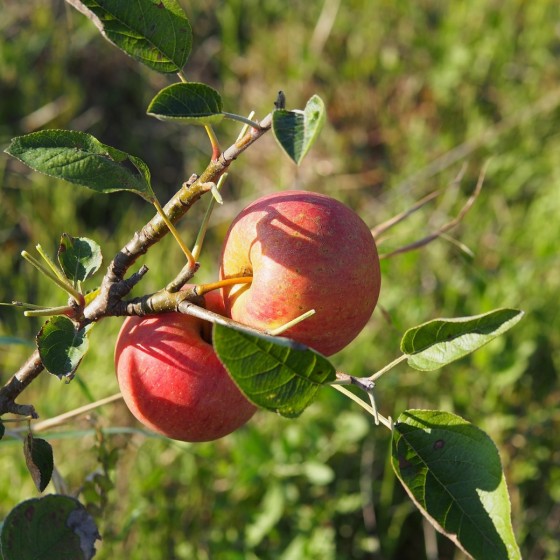 Pommier "Galeuse"