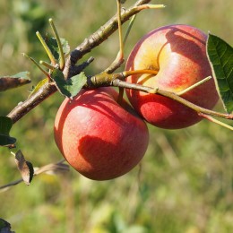 Pommier "Galeuse"