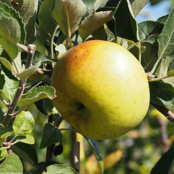 Pommier "Germaine de Brasparts"