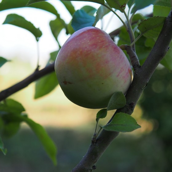 Pommier "Grand Alexandre"