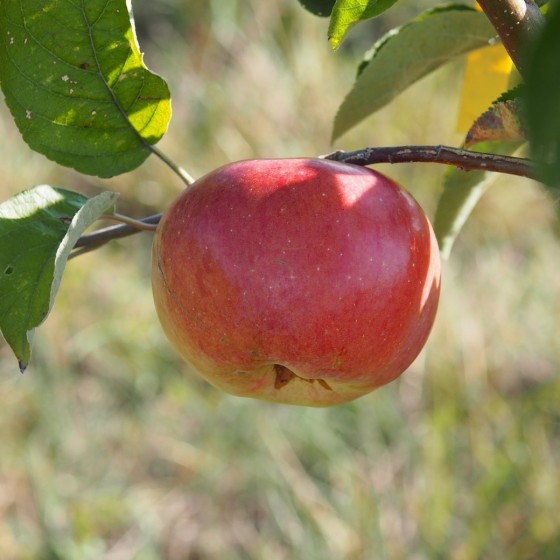 Pommier "Ontario"