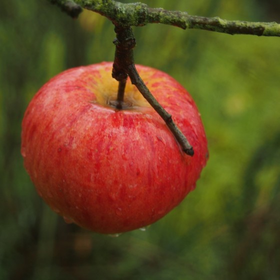 Pommier "Ontario"