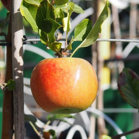 Pommier "Pomme Châtaigne"
