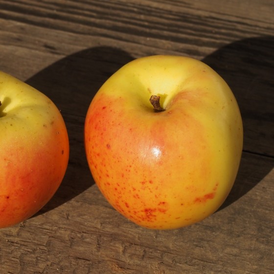 Pommier "Pomme De Glace"