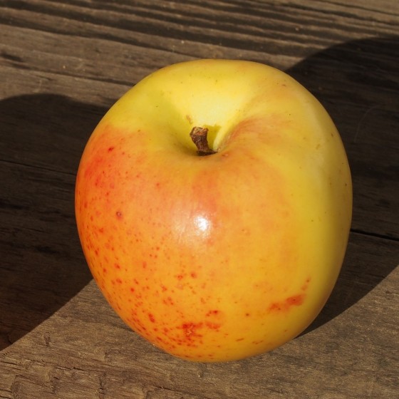 Pommier "Pomme De Glace"