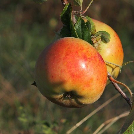Pommier "Pomme Pêche"
