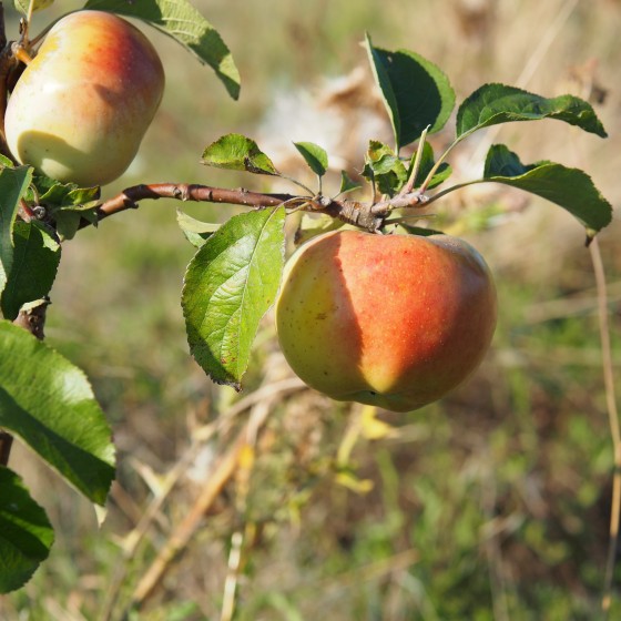 Pommier "Pomme Pêche"