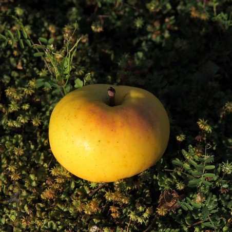 Pommier "Rambour d'été"