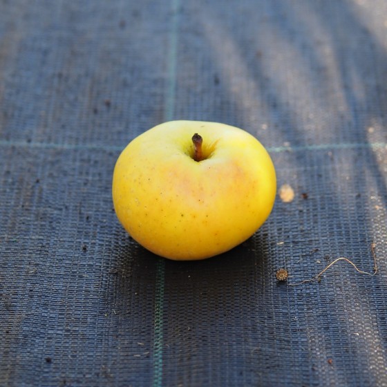 Pommier "Rambour d'été"