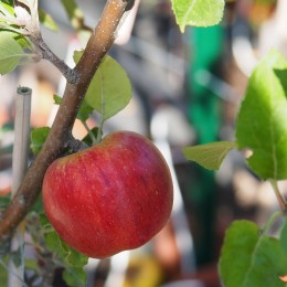 Pommier "Reinette d'Armorique"