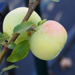 Pommier "Transparente de Croncels"