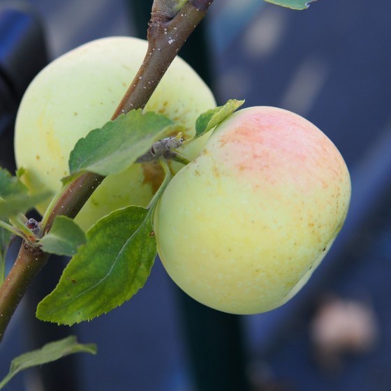 Pommier "Transparente de Croncels"